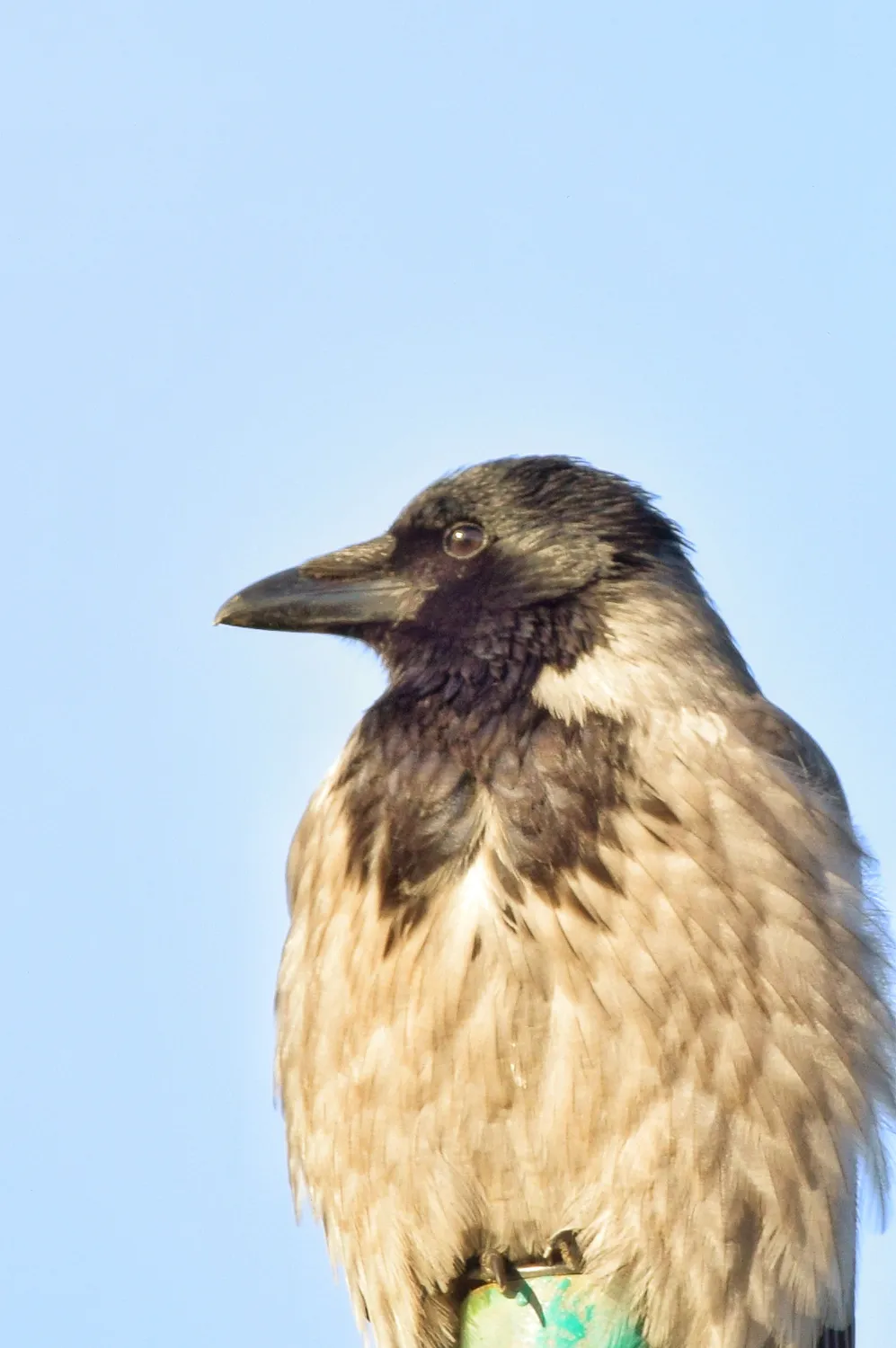 Sigma 150-600mm F5-6.3 DG OS HSM obiettivo attacco Nikon